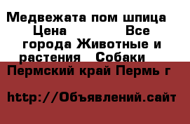 Медвежата пом шпица › Цена ­ 40 000 - Все города Животные и растения » Собаки   . Пермский край,Пермь г.